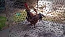 พ่อไก่