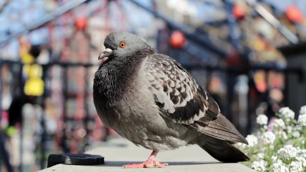 Wonderful Captured Video Collaboration for Entertainment #animallovers #birdlovers