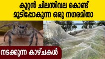 ലോകത്തെ നടുക്കി  ഭീമന്‍ ചിലന്തിവല, വീഡിയോ കാണാം  | Oneindia Malayalam