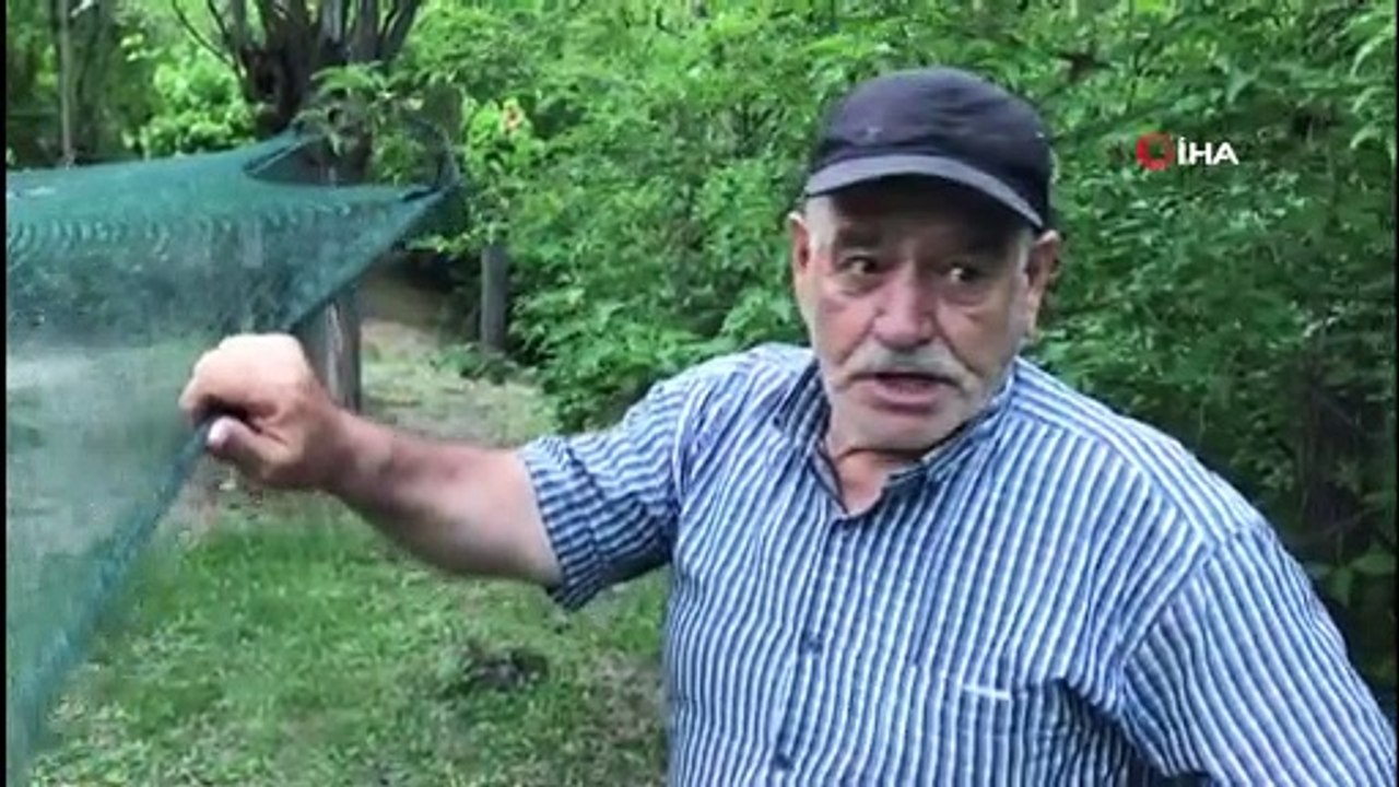 - İspir’de dut hasadı