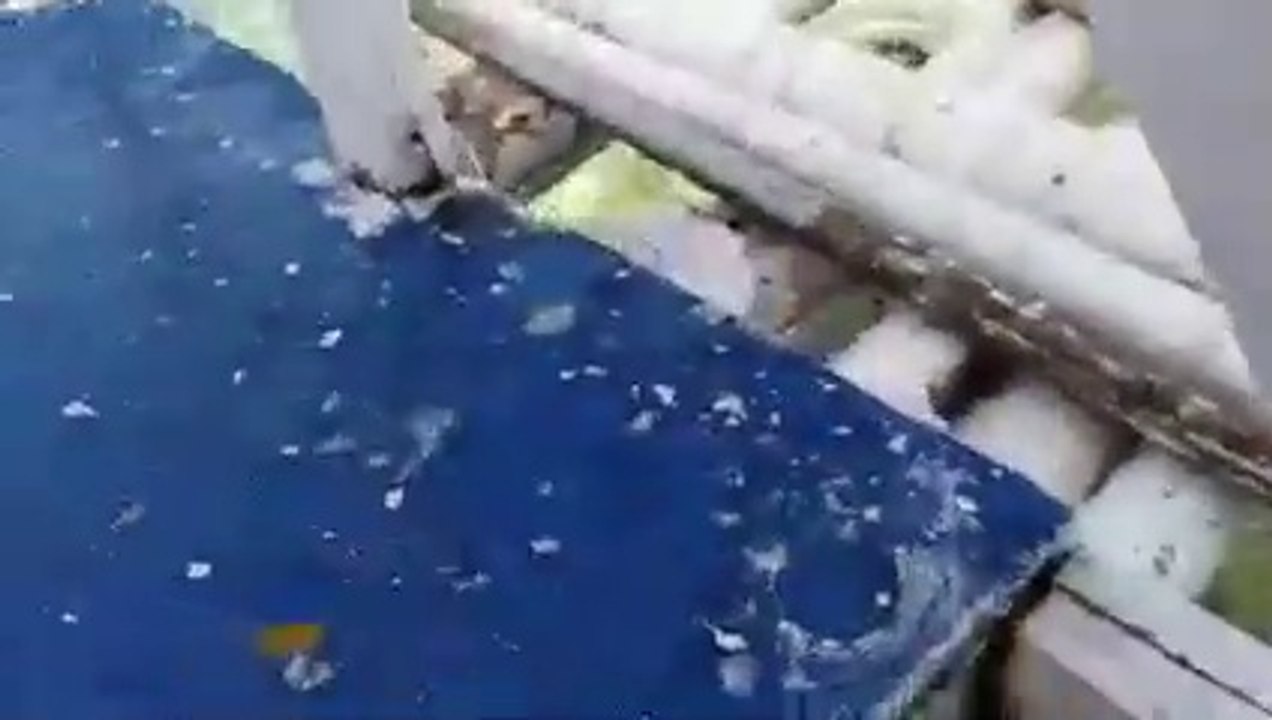 Cebu Paradise Island - Caohagan Island I Sulpa Island I Olango Island