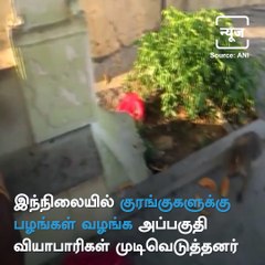 Fruit Vendors Feed Monkeys At Madurai