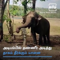 This Viral Video Of An Elephant Will Definitely Touch Your Heart