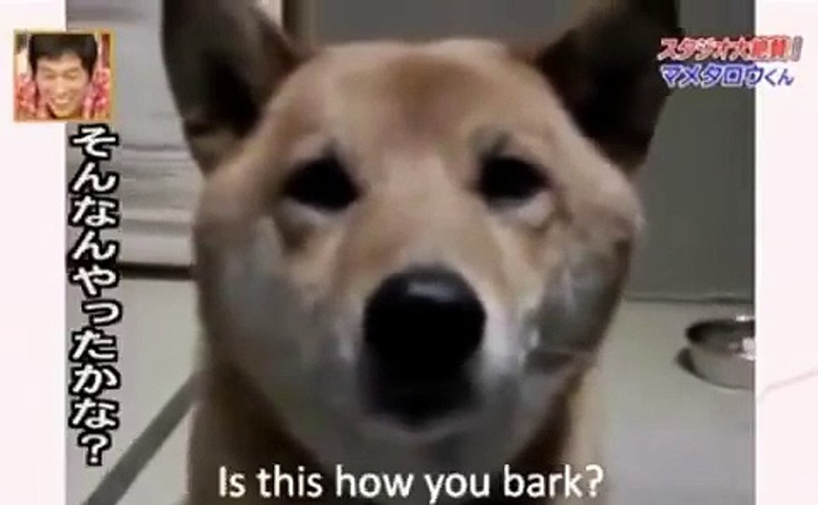 Cute bark