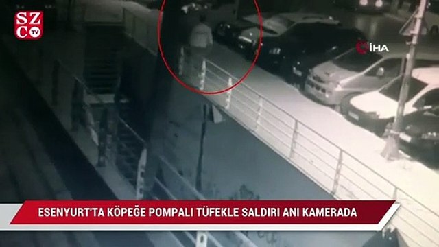 Esenyurt’ta köpeğe pompalı tüfekli saldırı anı kamerada
