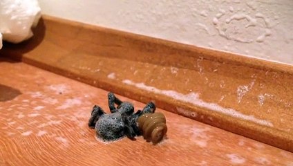 Örümceğin içinden öyle bir şey çıktı ki...