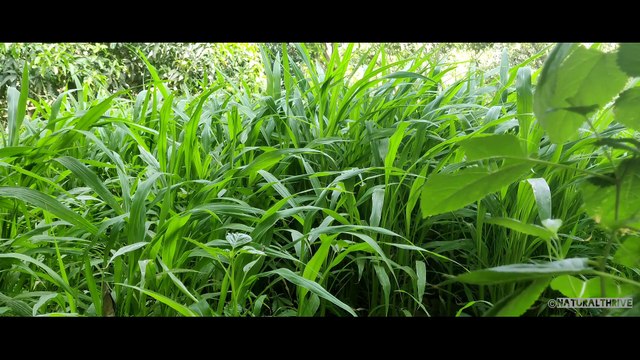 Forest sounds with birds chirping || Forest Ambience || asmr forest | NaturalThrive