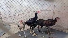 ลูกไก่2