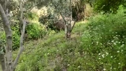 Evinin bahçesinde Hint keneviri yetiştirdiği iddia edilen zanlı tutuklandı