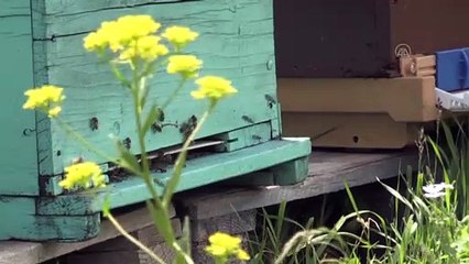 RİZE - Zengin bitki örtüsüne sahip Anzer Yaylası'nda arıcıların bal mesaisi başladı