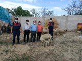 Eskişehir'de çalınan 23 küçükbaş hayvan Afyonkarahisar'da bulundu