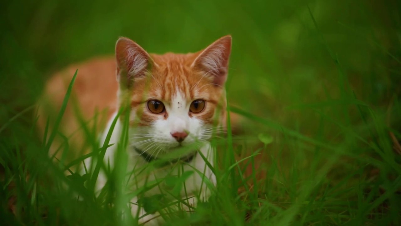 cute animals, cute cats,doggis,monkey,bear,horses,zebra, and more wtih  nice soft music.