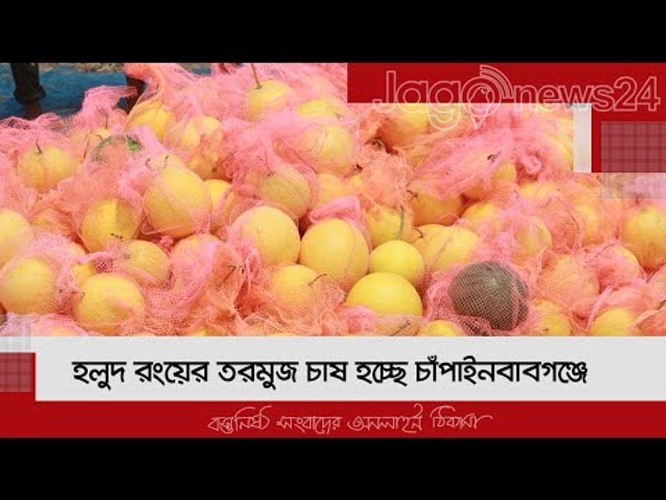 হলুদ রংয়ের তরমুজ চাষ হচ্ছে চাঁপাইনবাবগঞ্জে | Ja...