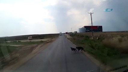 Yaşlı dostu hayatını kurtardı