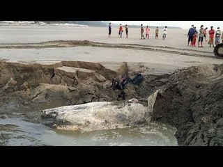 চাপা দেয়ার ২১ দিনের মাথায় জোয়ারের তোড়ে ভেসে উঠল তিমির দেহাবশেষ | Jagonews24.com