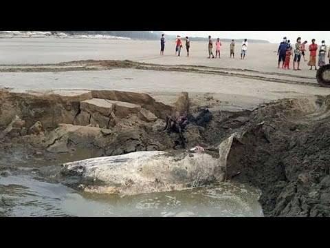 চাপা দেয়ার ২১ দিনের মাথায় জোয়ারের তোড়ে ভেসে উঠল তিমির দেহাবশেষ | Jagonews24.com