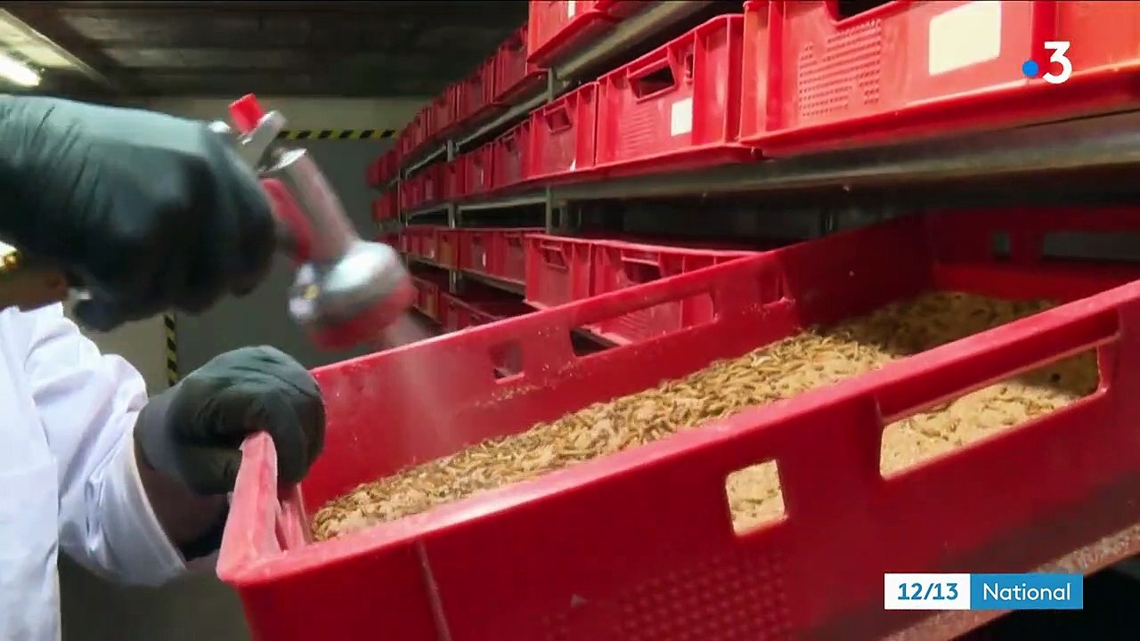 Oise : une entreprise produit des insectes destinés à nourrir les nouveaux animaux de compagnie