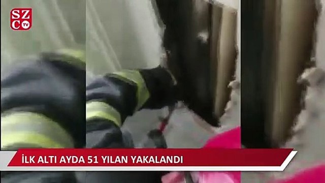 3 metrelik dev yılan evin duvarında böyle yakalandı