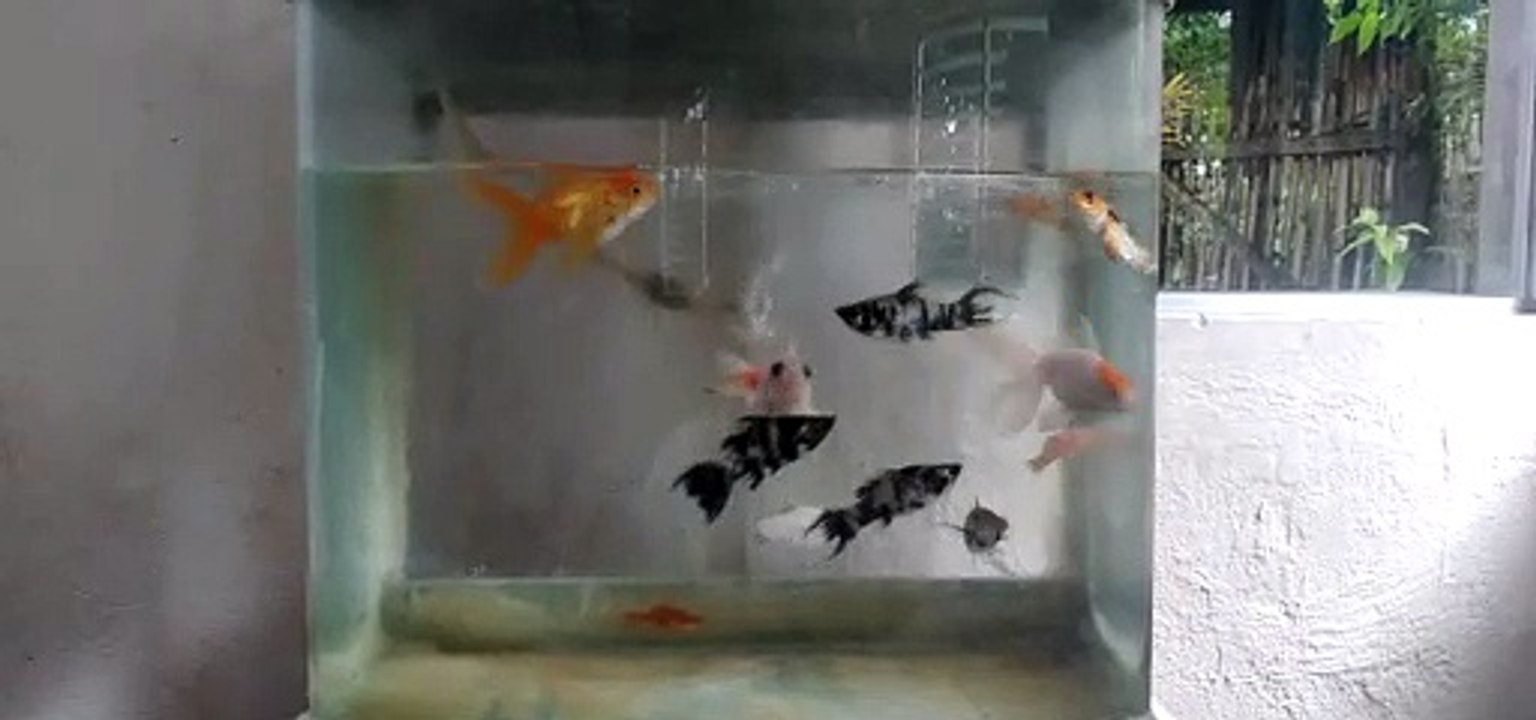 gold fish
