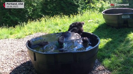 L'ours noir "Takoda" prend son bain au zoo de Portland, en Oregon