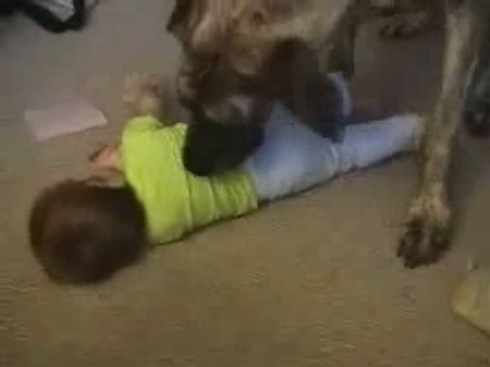 Un chien fait des Guilli à un bébé