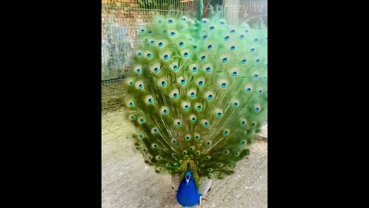 Beautiful peacock dancing II Acrazytv