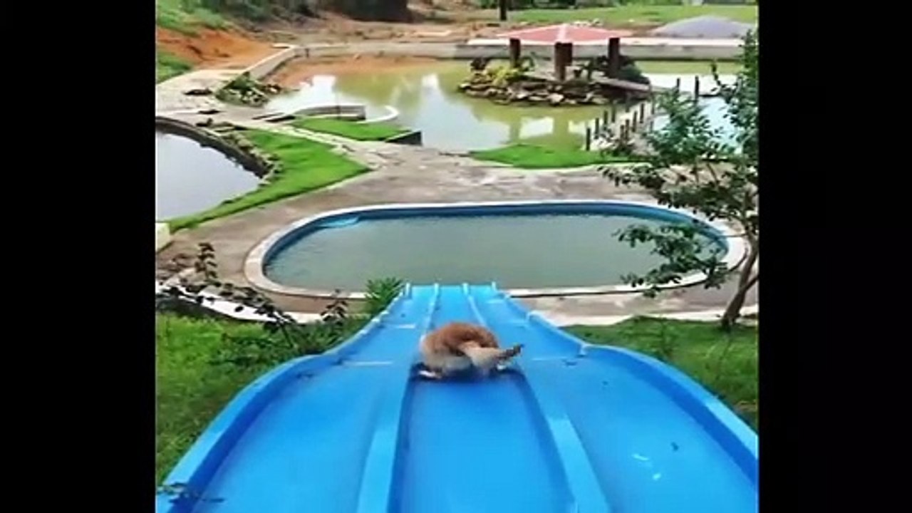 Cute baby animals Videos Compilation cute moment of the animals #95