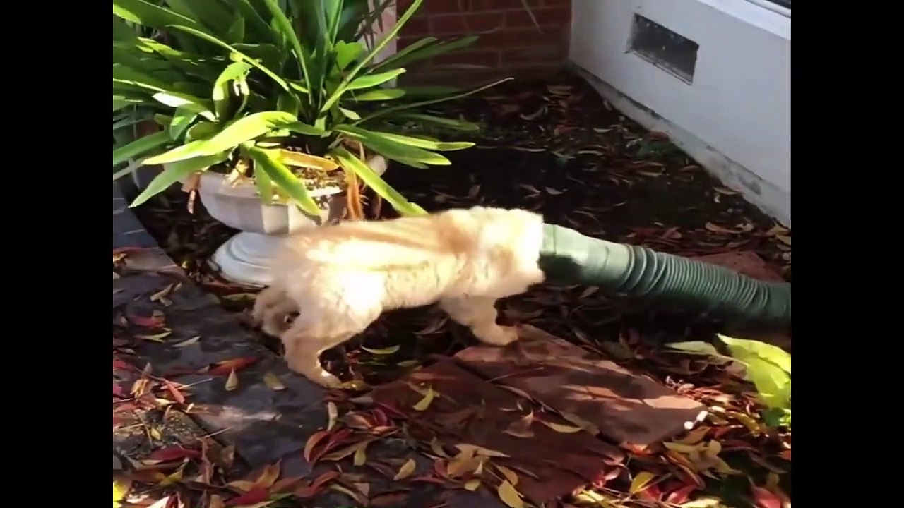 Cute baby animals Videos Compilation cute moment of the animals #97