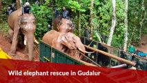 TN Forest department rescue injured jumbo Silver from Gudalur