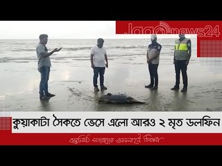 কুয়াকাটা সৈকতে ভেসে এলো আরও ২ মৃত ডলফিন | Jagonews24.com