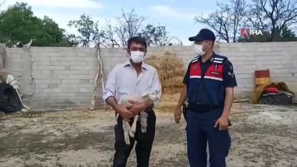 Eskişehir’de çalınan 23 küçükbaş hayvan Afyonkarahisar’da bulundu