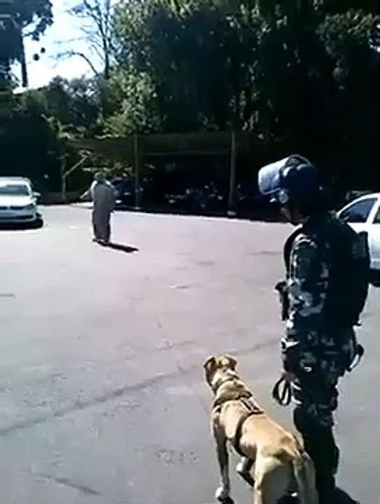 GOOD_DOG(360p)