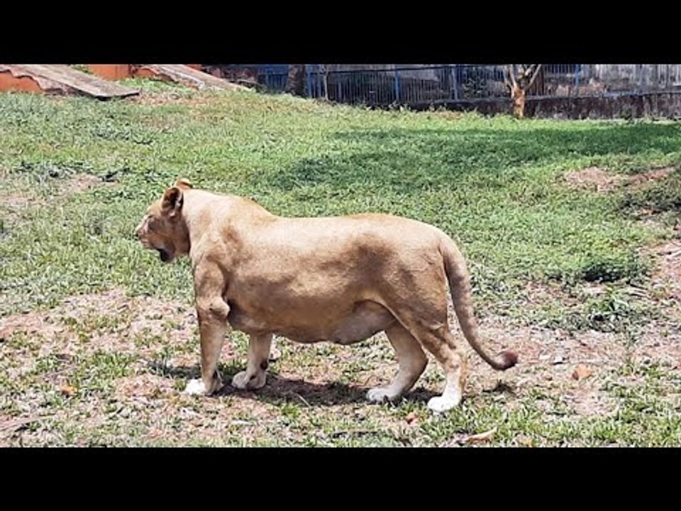 ঈদে বন্ধ জাতীয় চিড়িয়াখানা | Jagonews24.com