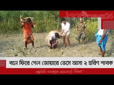 বনে ফিরে গেল জোয়ারে ভেসে আসা ২ হরিণ শাবক | Jagonews24.com