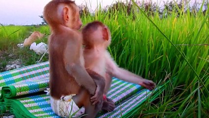 ALDO Million Scare Puppy ABU Almost Die