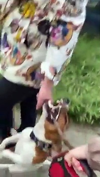 Um cão que é muito difícil levar para um passeio… pois apega-se muito às coisas que encontra!