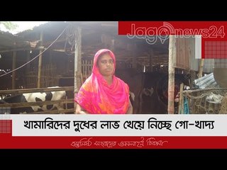 খামারিদের দুধের লাভ খেয়ে নিচ্ছে গো-খাদ্য | Jagonews24.com