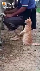 Ce chat attend son verre de lait... de lait frais