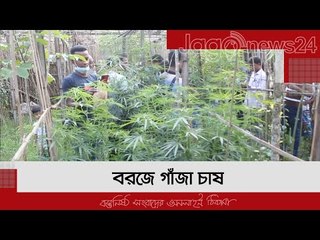 বরজে ছেলের গাঁজা চাষ, আটক হলেন বাবা | Jagonews24.com