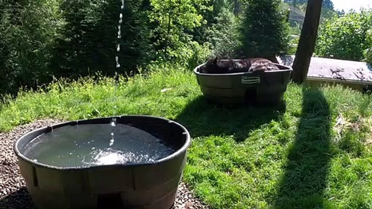 Schwarzbär genießt kühlendes Bad