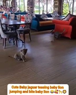 Cute baby jaguar teasing baby lion jumping and biting video