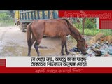 না খেয়ে নয়, অযত্নে মারা যাচ্ছে সৈকতের বিনোদন অনুষঙ্গ ঘোড়া | Jagonews24.com