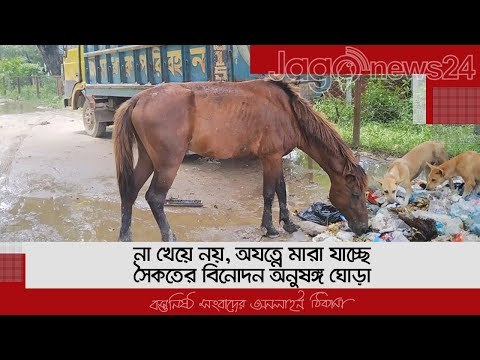 না খেয়ে নয়, অযত্নে মারা যাচ্ছে সৈকতের বিনোদন অনুষঙ্গ ঘোড়া | Jagonews24.com
