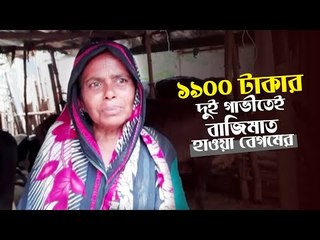 ১৯০০ টাকার দুই গাভীতেই বাজিমাত হাওয়া বেগমের | Jagonews24.com