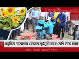 প্রযুক্তির ব্যবহারে যেভাবে সূর্যমুখী চাষে বেশি লাভ হচ্ছে | Jagonews24.com