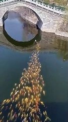 Ördeğin peşine takılan balıkların harika görüntüsü