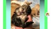 Cute kittens meowing compilation - Funny kitten video  - Kitten meowing #10