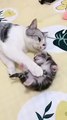 mommy cat hugs baby kitten having a nightmare