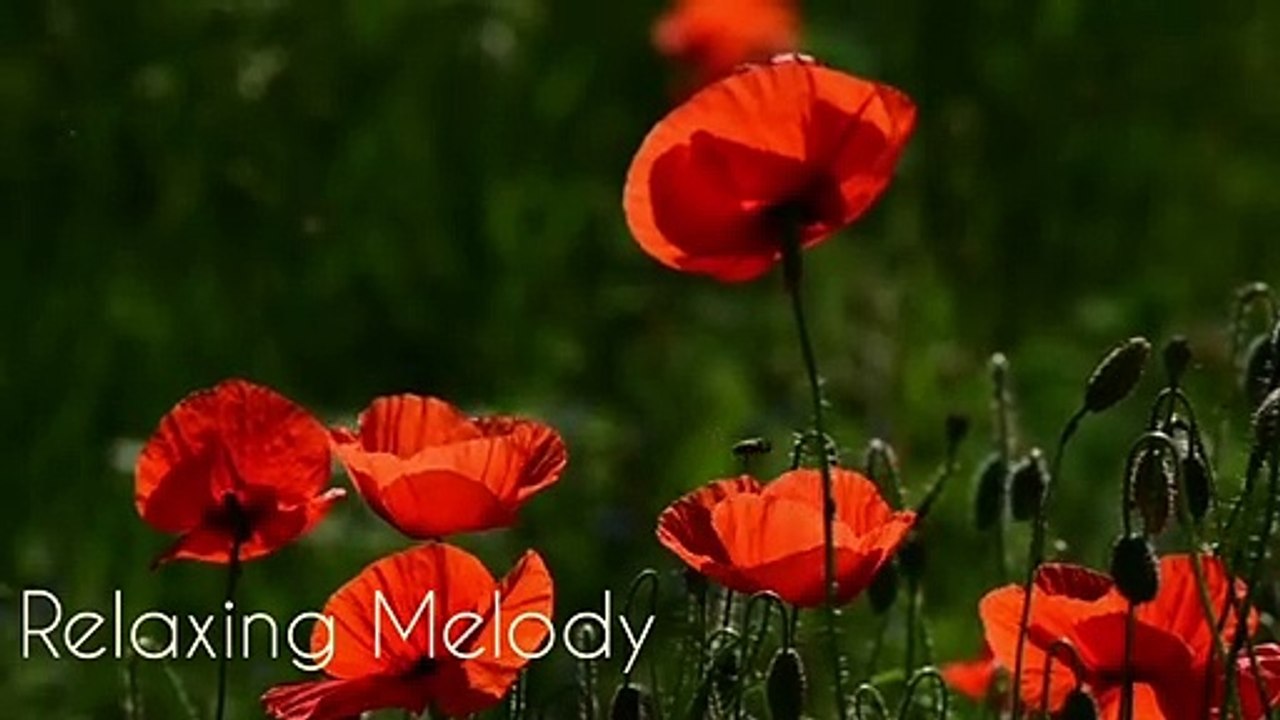 Flowers and Bee Relaxing Music, Meditation Music