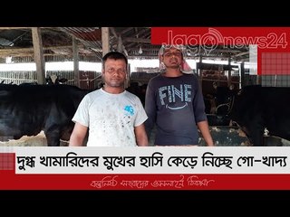 দুগ্ধ খামারিদের মুখের হাসি কেড়ে নিচ্ছে গো-খাদ্য | Jagonews24.com